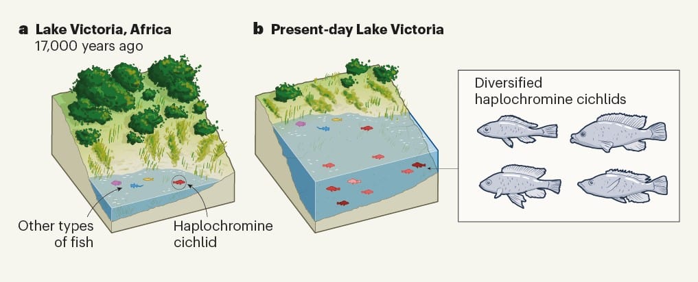 Подъем уровня воды в озере Виктория и группы рыб в нем / © nature.com