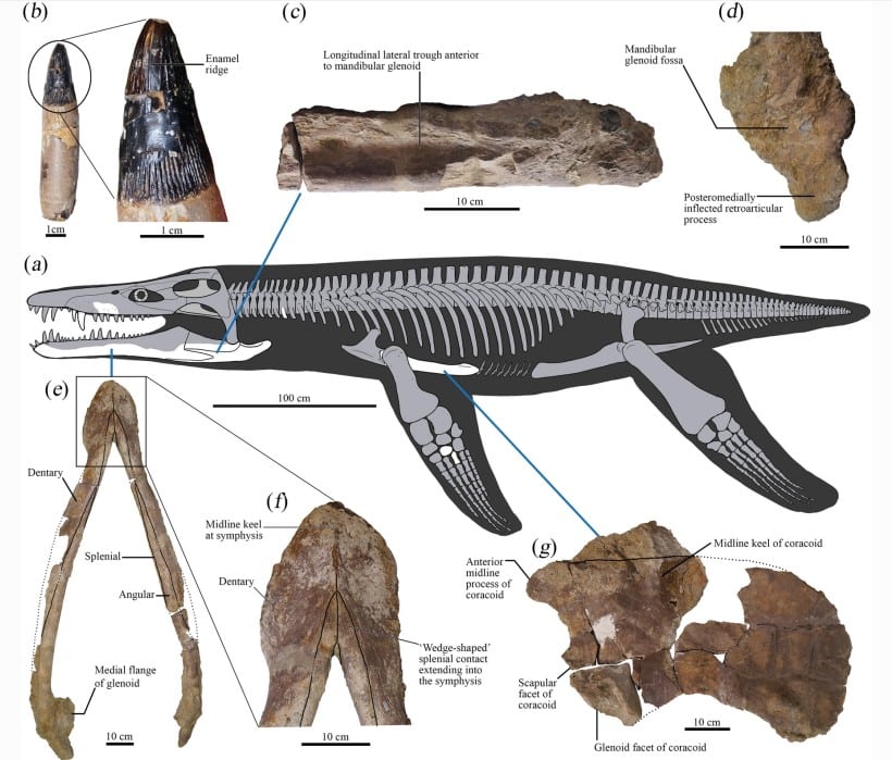 Скелетные останки Lorrainosaurus keileni / © Sven Sachs et al.