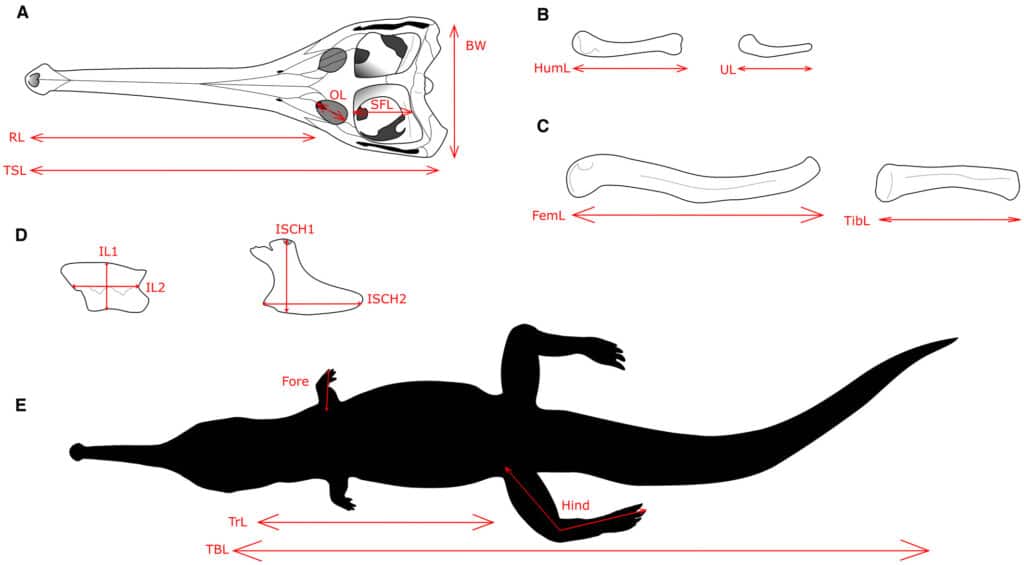 A – череп; B – передняя конечность; C – задняя конечность; D – таз; E – длина тела / © Michela M. Johnson et al., Papers in Palaeontology (2023)