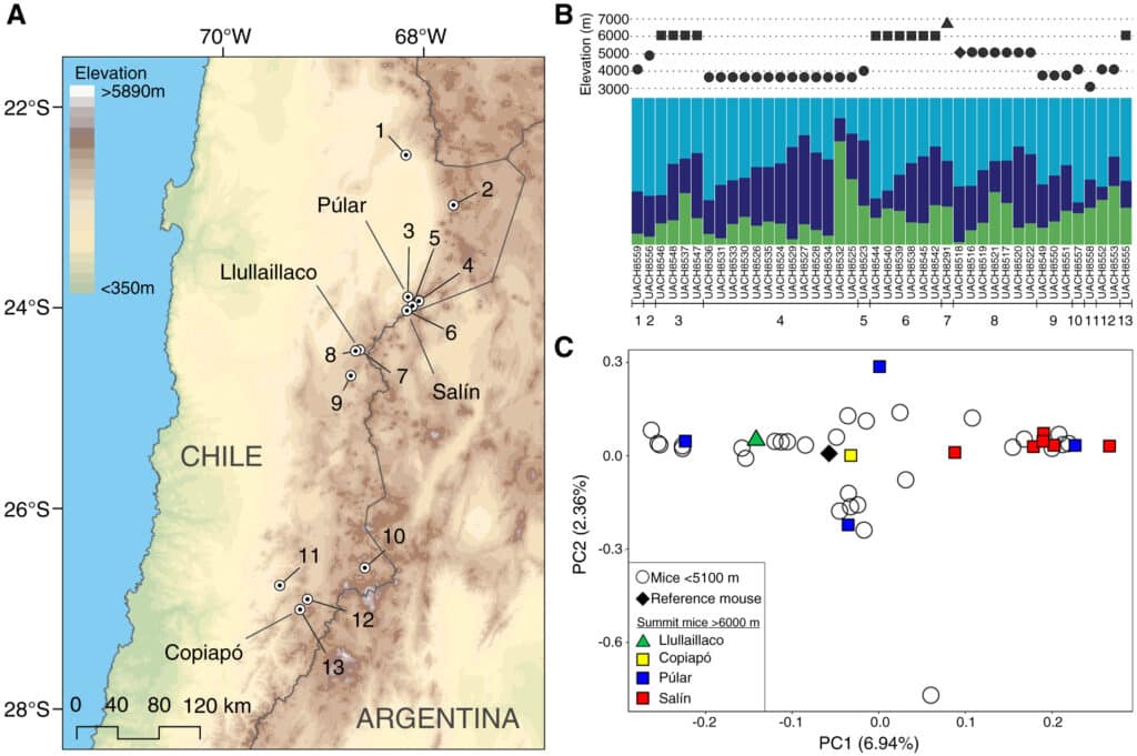 Геномные вариации листоухих хомячков (Phyllotis vaccarum) с вершин и прилегающих районов четырех вулканов высотой более 6000 м / © Jay F. Storz et al.