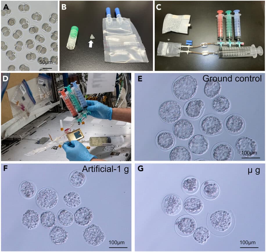 Эмбрионы мыши впервые выращены в космосе