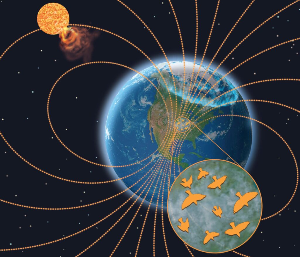 Корональные выбросы массы на Солнце регулярно провоцируют магнитные бури на Земле, что может временно нарушать процесс навигации птиц / © Gulson-Castillo et al.