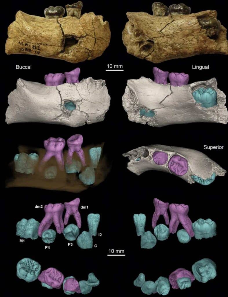 Челюстная кость и зубы ребенка Homo erectus возрастом два миллиона лет / © Margherita Mussi et al.