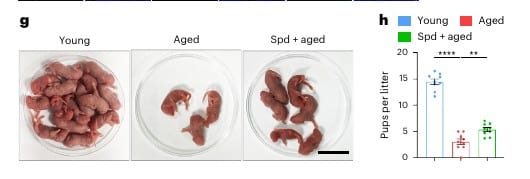 Слева направо: численность приплода у молодых и пожилых самок мышей, а также у пожилых самок после спермидина / © Bo Xiong et al.