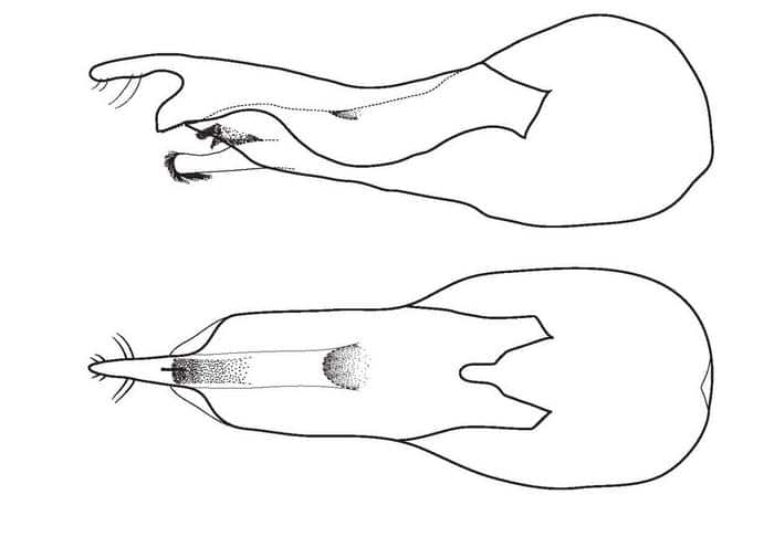 Рисунок гениталий самца Loncovilius carlsbergi. Вид сбоку напоминает открывалку для бутылок / © José L Reyes-Hernández et al.