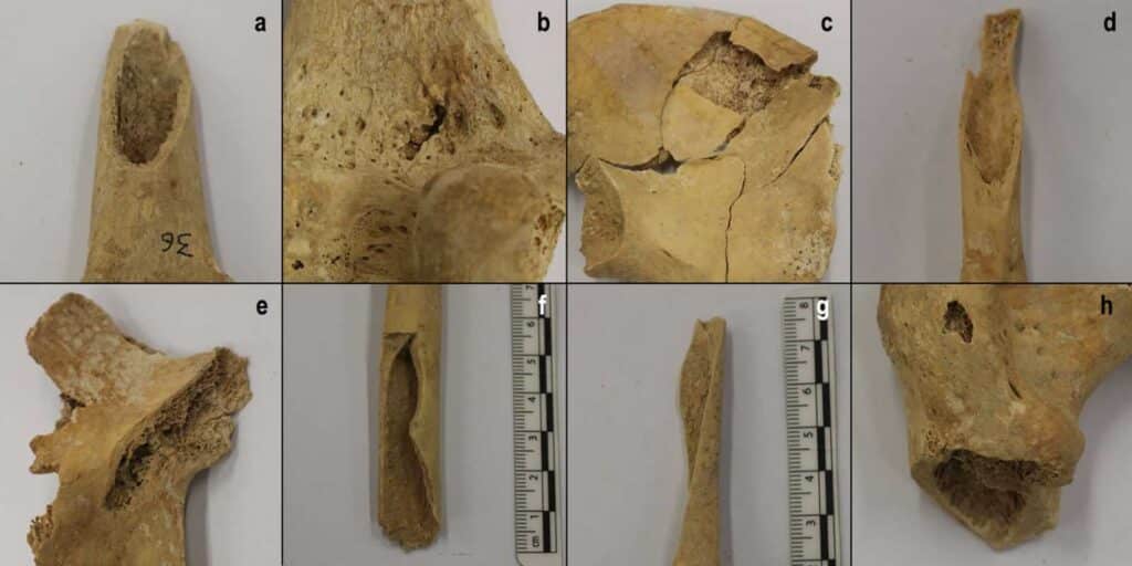 Примеры повреждений скелетных останков из погребения. Впервые показаны в исследовании / © Teresa Fernández‑Crespo et al.