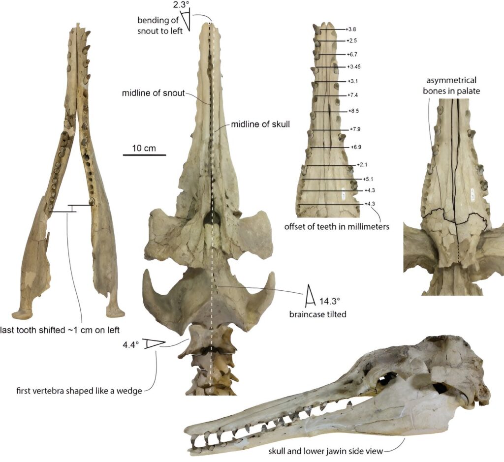 Окаменелые останки Xenorophus. Пример асимметричного строения / © Robert Boessenecker et al.