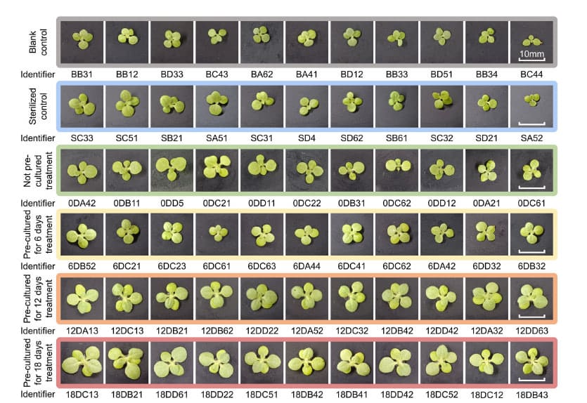 Рассада Nicotiana benthamiana, выращенная в разных вариантах субстрата (нижние четыре ряда — после обработки бактериями, верхние два — контрольные образцы) / © Yitong Xia, et al.