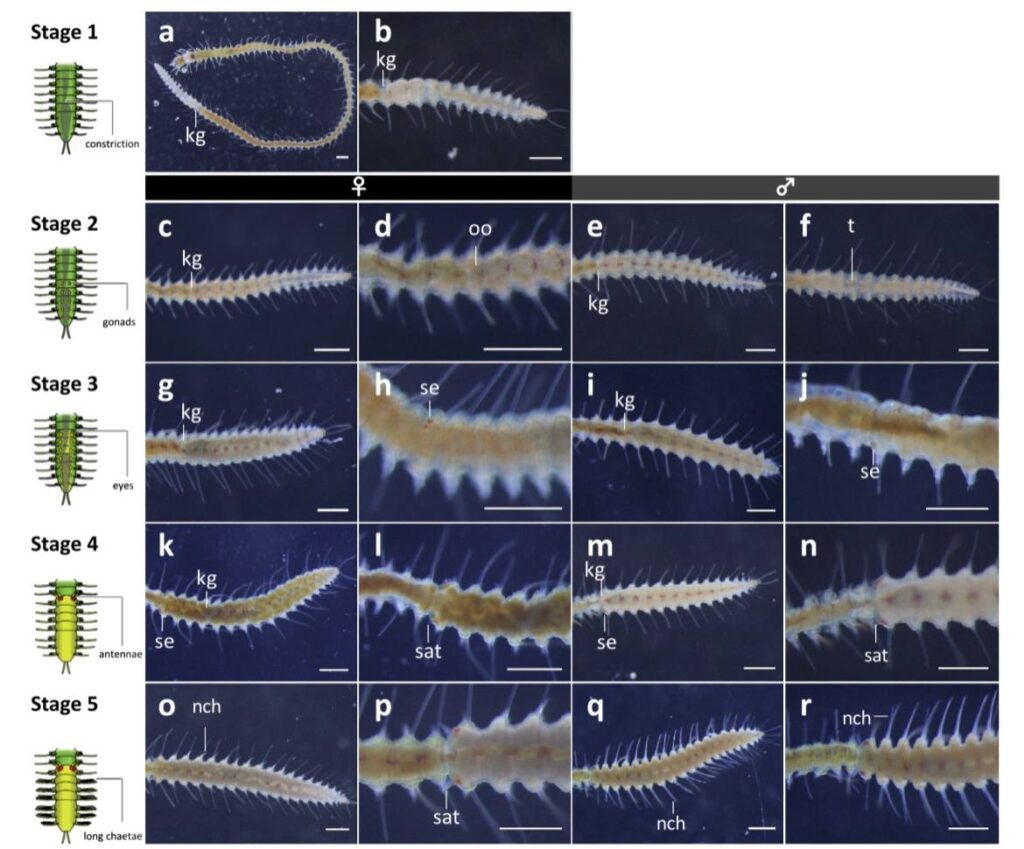 Стадии шизогамии морского червя Megasyllis nipponica / © Nakamura et al., Scientific Reports, 2023