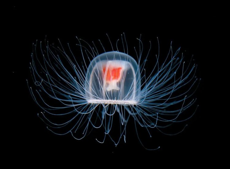 Бессмертная медуза Turritopsis dohrnii. Фото: Takashi Murai / The New York Times Magazine 