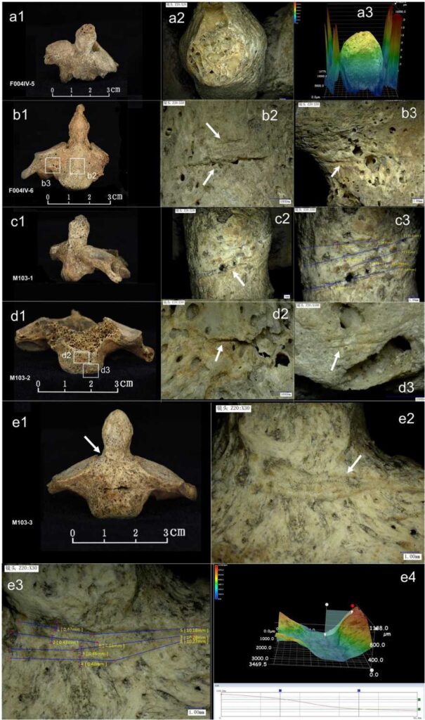 Следы острых орудий на костях жертв / © Guoshuai Gao et al.