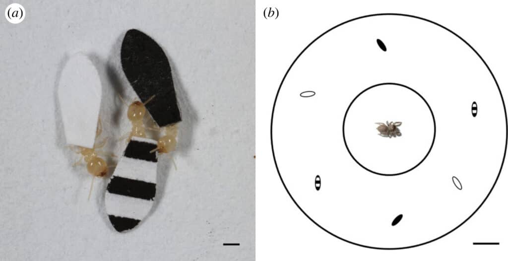 Термит с «мантиями» разного сорта и дизайн эксперимента  / © Lauren Gawel et al., 2023