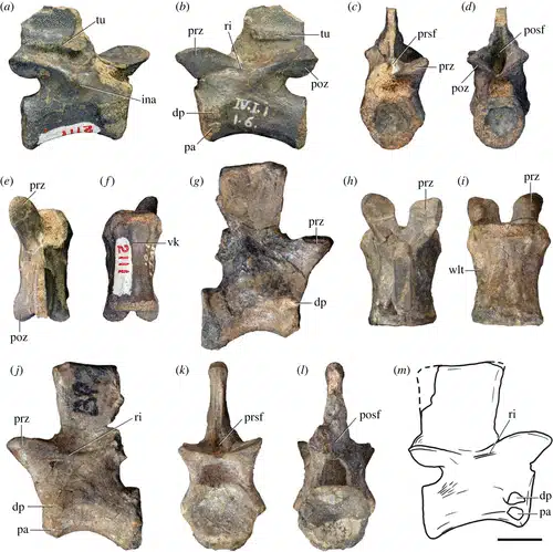 Окаменелые позвонки нового вида протерозухид / © royalsocietypublishing.org