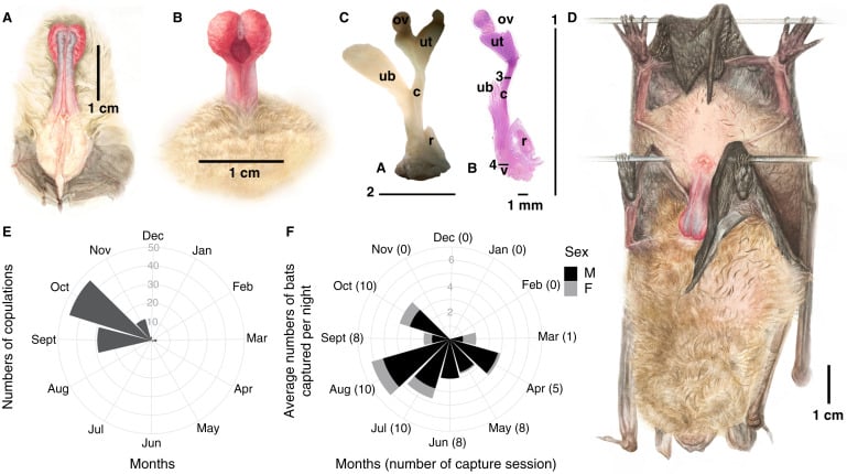 Половая активность Eptesicus serotinus и изображения его пениса / © Current Biology