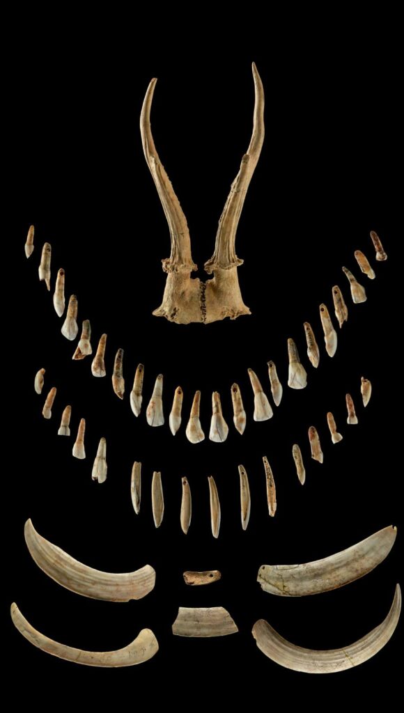 По мнению ученых, эти рога и кости украшали голову женщины / © Jörg Orschiedt et al.