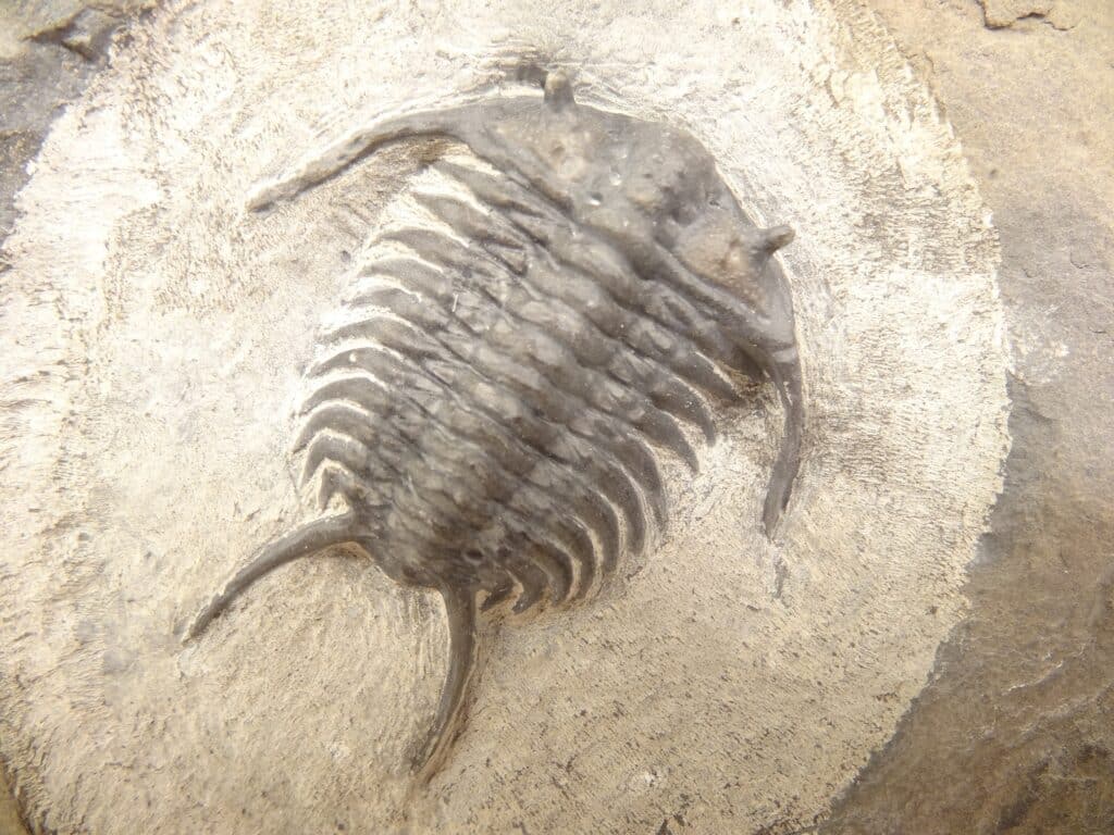 Целый образец Ceraurus pleurexanthemus / © trilobites08master