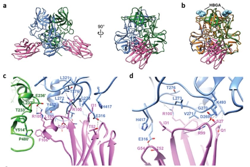 Комплекс нанотела М4 с норовирусом GII.4 (в разных проекциях) \ © W. Salmen et al., 2023