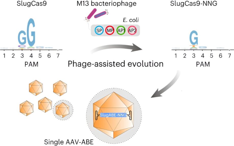 Новый вариант CRISPR обещает точно воздействовать почти на все человеческие гены