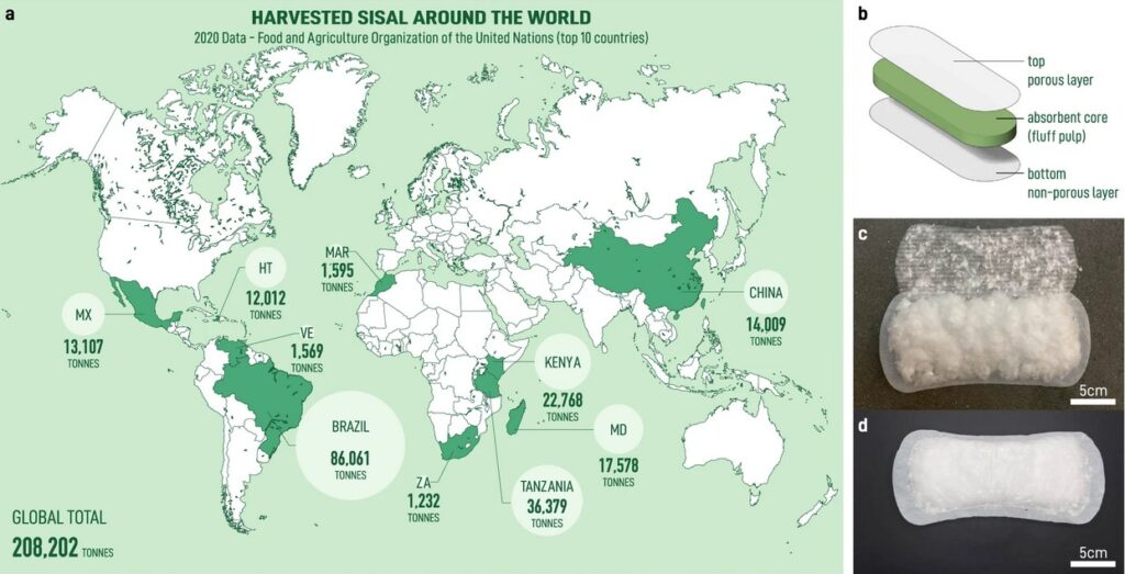 Выращивание сизаля в мире и образец гигиенической прокладки на основе сизалевой целлюлозы / © Anton Molina, Anesta Kothari, et al.