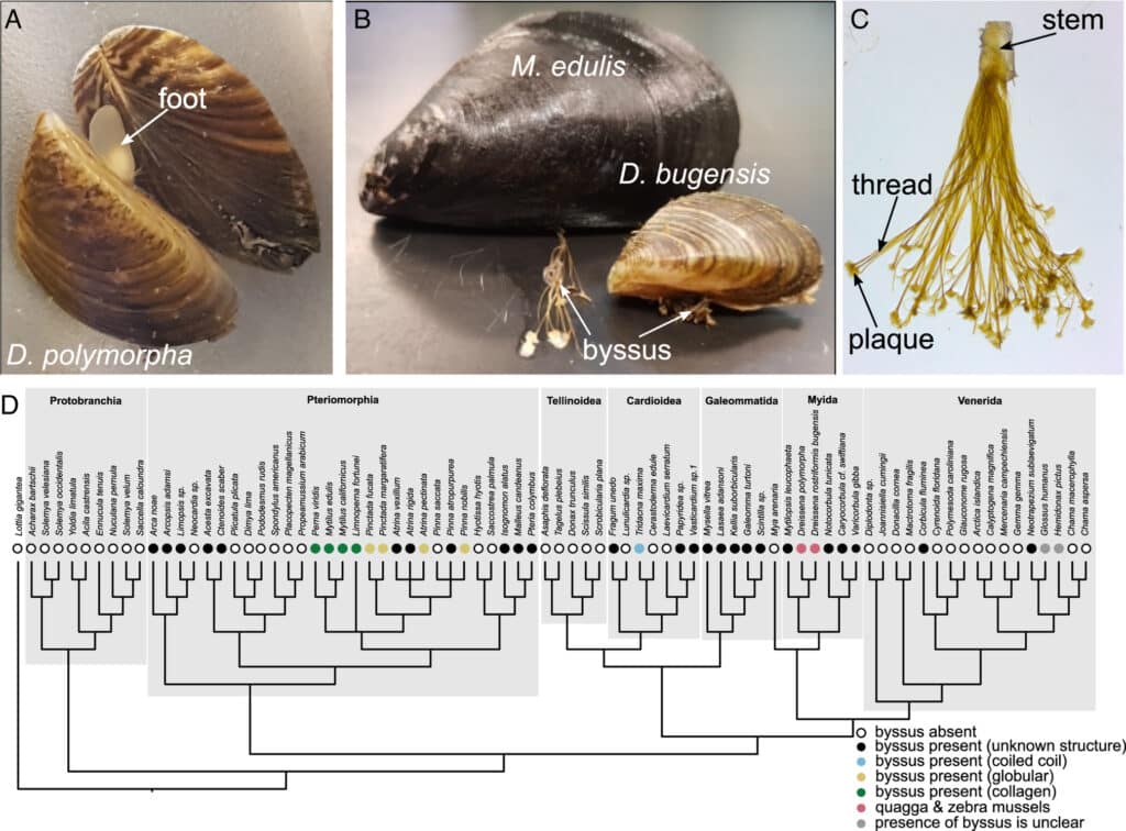 Дрейссены, мидии и их биссус (A-C); эволюционное древо дрейссенид (D) / © M. Simmons et al., 2023