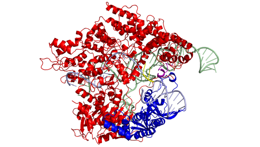 Новый вариант CRISPR обещает точно воздействовать почти на все человеческие гены