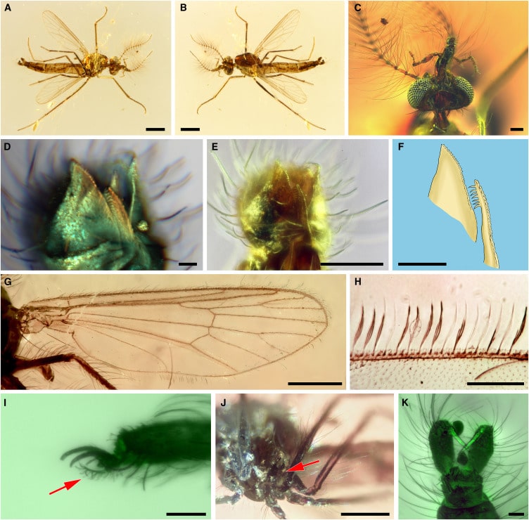 Рассмотренные в работе комары-самцы Libanoculex intermedius и их строение / © Dany Azar et al.