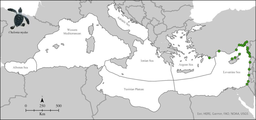 Места гнездования Chelonia mydas в бассейне Средиземного моря с 1982 по 2019 год / © Chiara Mancino et al.