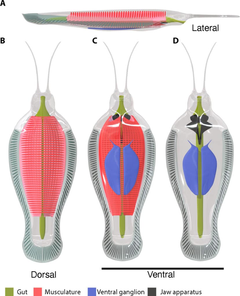 Предполагаемая анатомия Timorebestia koprii / © T.S. Park et al., 2024