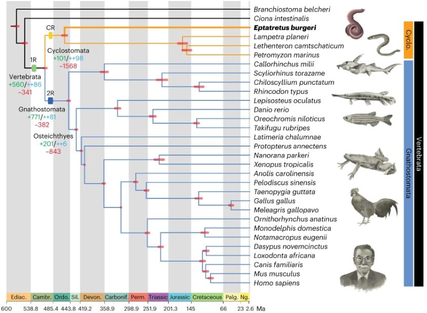 Уточненная реконструкция эволюции позвоночных / © Daqi Yu et al., 2024