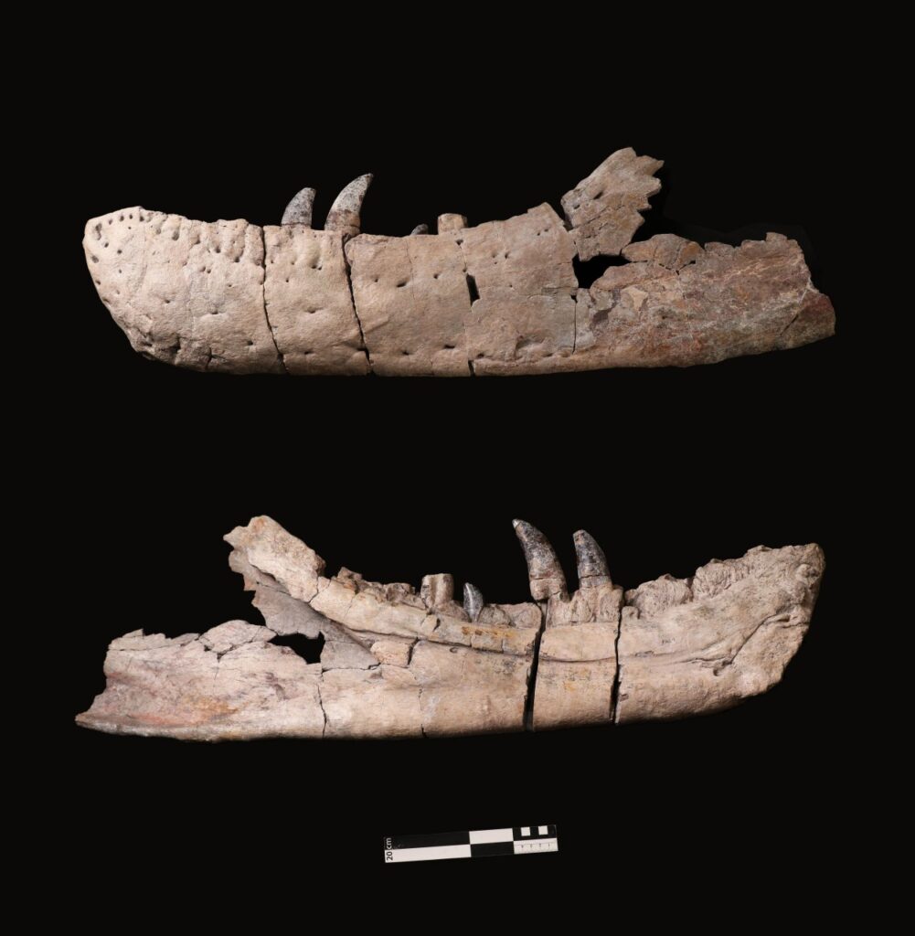 Рассмотренная в исследовании челюсть Tyrannosaurus mcraeensis из Музея естественной истории и науки Нью-Мексико / © Nick Longrich