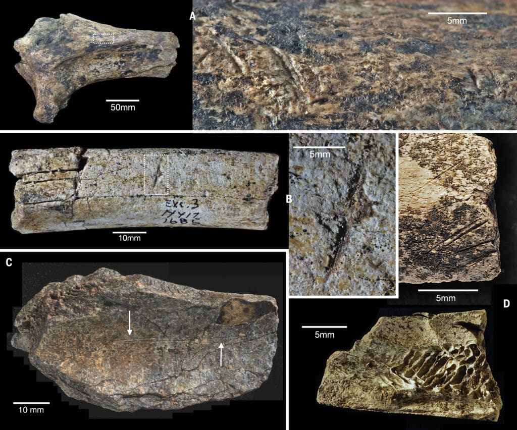 Следы снятия мяса каменными орудиями олдувайской культуры с костей бегеметовых / © Science
