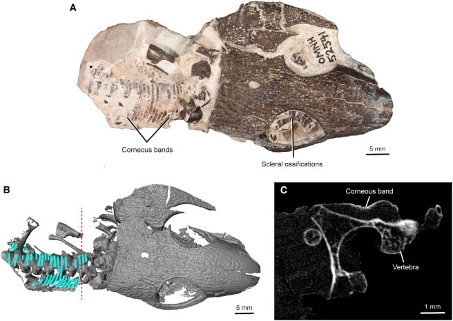 Скелет животного из семейства капторинид с тонкими полосками кожи / © Current Biology