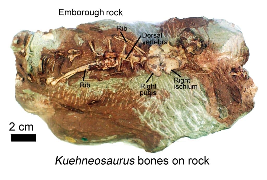 Один из образцов, рассмотренных в исследовании. Окаменелые останки Kuehneosaurus, включая таз, задние спинные позвонки и ребра / © Michael Cawthorne et al.