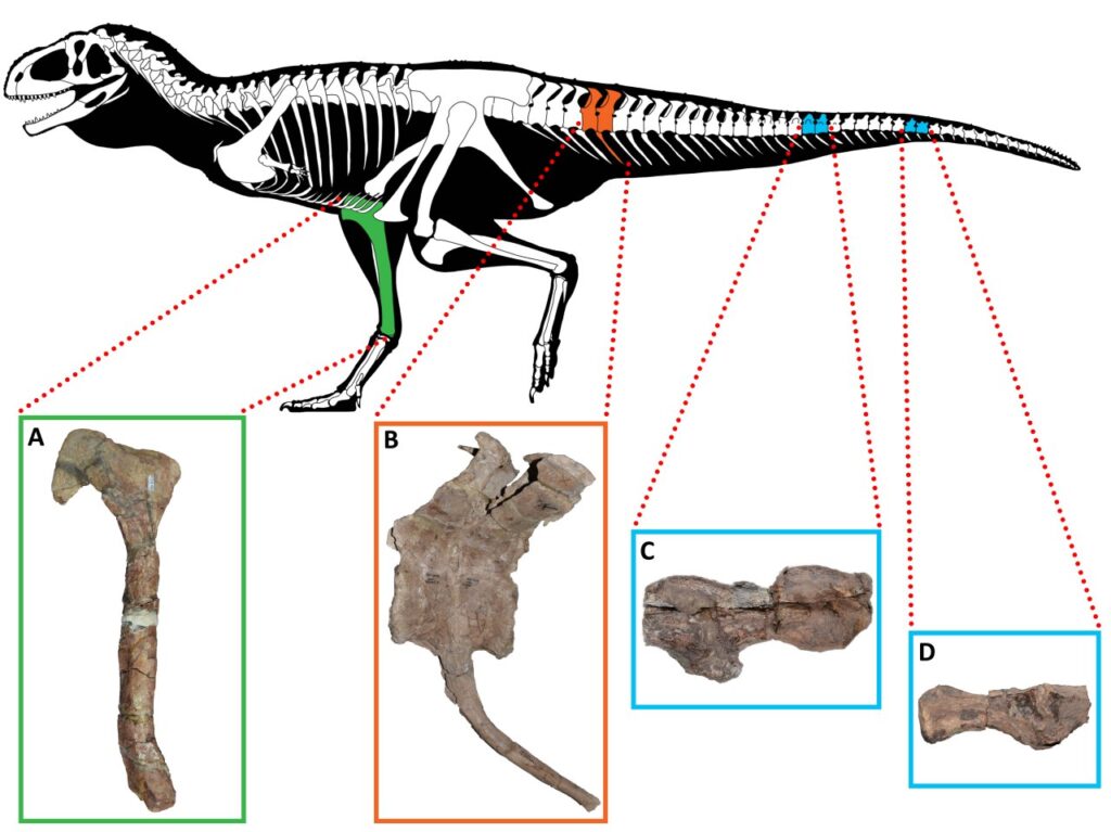 Образцы костей абелизаврид с поражением: A) правая берцовая кость Quilmesaurus curriei, B) хвостовые позвонки Aucasaurus garridoi, C) и D) хвостовые позвонки Elemgasem nubilus / © Alessio Ciaffi