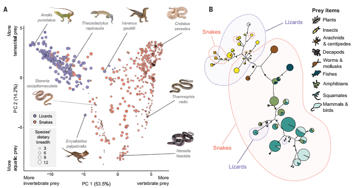 Многомерные трофические ниши для 1314 видов чешуйчатых рептилий (синими точками показаны ящерицы, розовыми — змеи) / © P. O. Title et al., 2024