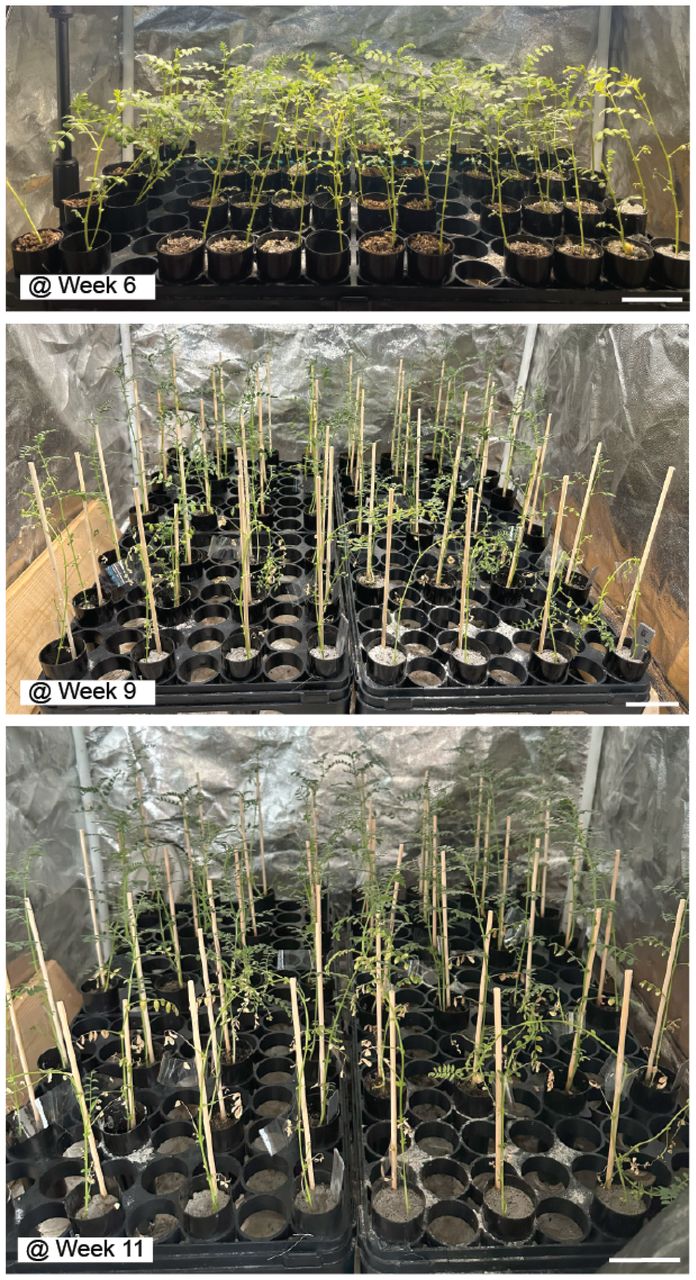 Недели 6, 9 и 11. На 7-й неделе были добавлены штыри для поддержки побегов. Все растения в ЛРС100 скончались во время вегетативного роста. Масштабная линейка составляет 5 сантиметров / © Jessica A. Atkin et al.