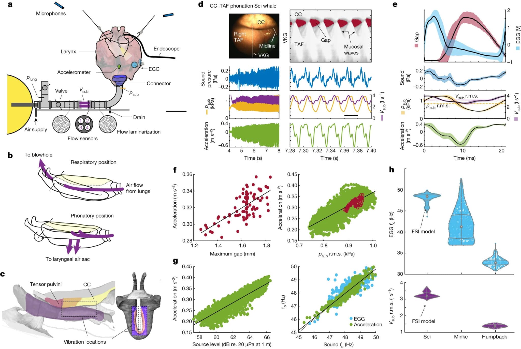 Ранее не описанный механизм фонации у усатых китов / © Coen P. H. Elemans et al.