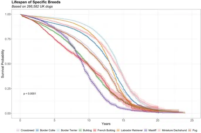 Кривые выживания восьми чистокровных пород: бордер-колли, бордер-терьер, бульдог, французский бульдог, лабрадор-ретривер, мастиф, миниатюрная такса и мопс. Все чистокровные собаки значительно отличаются от метисов / © Scientific Reports 