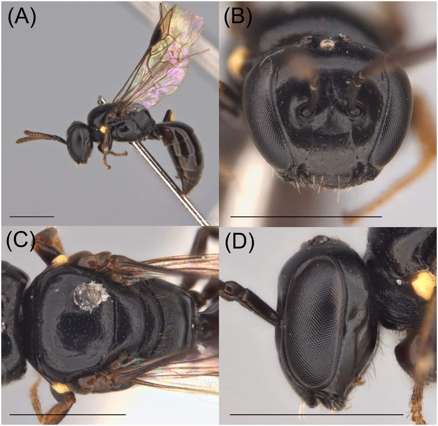 Hylaeus navai Dorey, Davies, and Parslow sp. Самка: А) боковой габитус, B) «лицо», C) дорсальная мезосома и D) латеральная голова / © James B. Dorey et al.