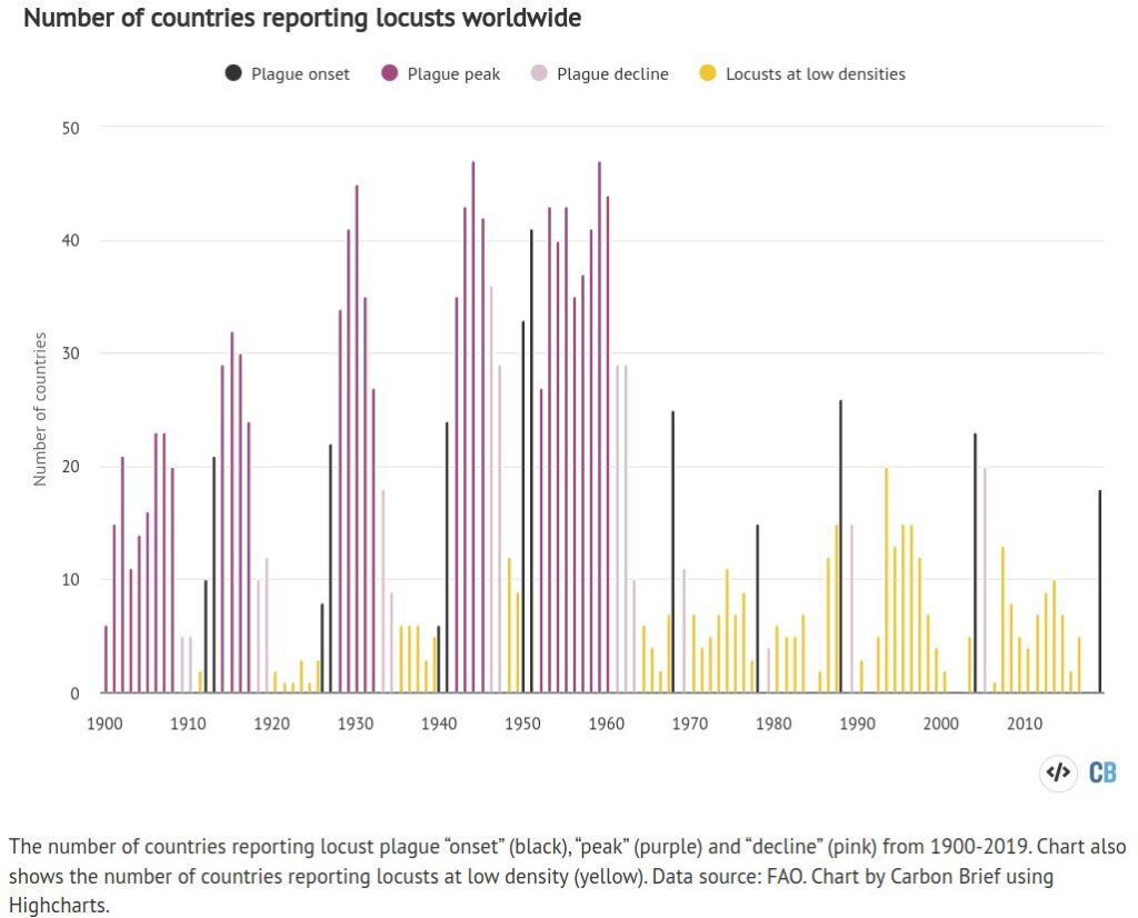 График показывает частоту появлений стай саранчи в разных странах мира. Черным отмечается начало появления саранчи, пурпурным обозначают пик их распространения, нежно-розовым показан спад активности стай. Желтое обозначает низкую плотность саранчи. Легко видеть, что все последние полвека характеризуются низкой плотностью саранчи в сравнении с предшествующими периодами / © FAO, Carbon Brief
