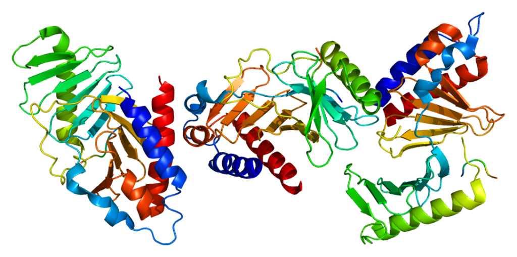 Структура белка PLK1 / © Wikimedia Commons