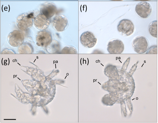 (e) Бластулы, через 6 месяцев после нереста. (f) Невылупившиеся особи через 8 месяцев после нереста. (g, h) Только что вылупившиеся личинки 50 мкм. / © R. Robbins