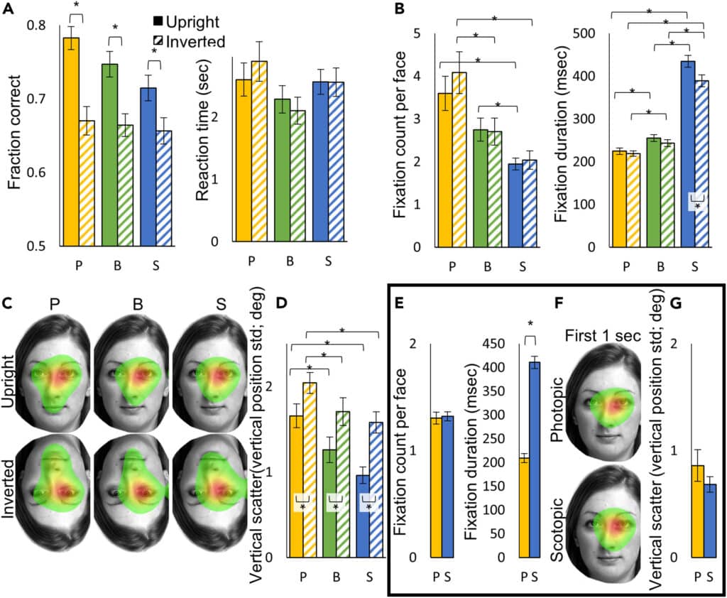 Сопоставление лиц и результаты отслеживания взгляда. А) Слева — доля правильных ответов в фотопических, размытых и скотопических условиях и при обеих ориентациях. Справа – время реакции при каждом условии и ориентации; B) Количество фиксаций на лице (слева) и продолжительность фиксации (справа) при каждом условии и ориентации для левого лица; C) Шесть карт фиксации, усредненных по участникам для каждого условия и ориентации, показывающих фиксированные области на левом лице; D) Вертикальный разброс фиксаций на левом лице в каждом условии и ориентации, представленный усреднением стандартного отклонения вертикального положения по участникам. В кадре: (E-G) Результаты отслеживания глаз для левого лица в вертикальных парах лиц в течение первых секунд в фотопическом и скотопическом состоянии / © Ayelet McKyton et al.