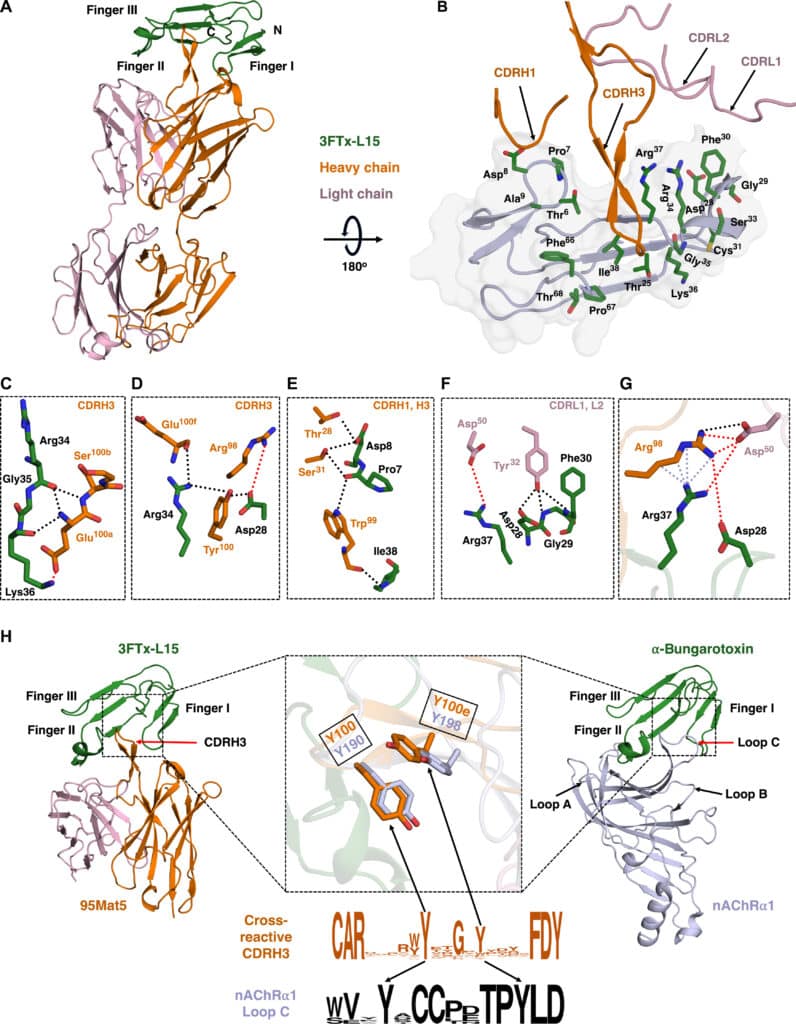 Кристаллическая структура взаимодействия антитела 95Mat5 с токсином 3FTx-L15 и сходство при взаимодействии α-бунгаротоксина с белком мышечного рецептора nAChRα1 / © Irene Khalek et al, Science Translational Medicine (2024).