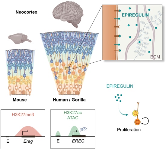 Краткое схематическое описание результатов нового исследования. Показано, что активный ген EREG, производящий белок эпирегулин, способствует разрастанию неокортекса человека и гориллы, но не мыши, у которой этот ген не активен / © Paula Cubillos et al, EMBO Journal (2024)