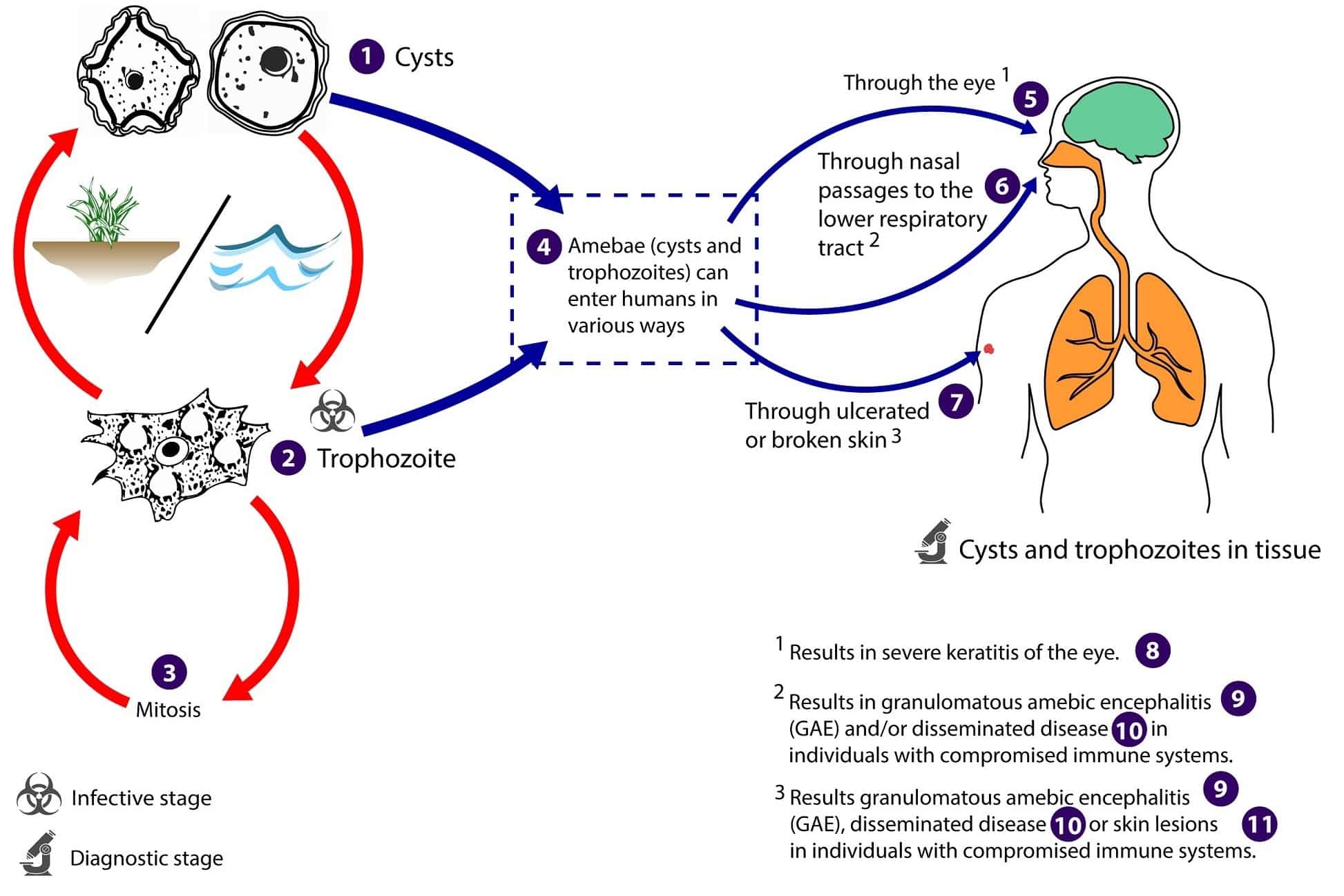                Acanthamoeba spp. обнаруживали во многих местах, включая почву, пресную и морскую воду, овощи, выращенные в полевых условиях, сточные воды, плавательные бассейны, принадлежности для контактных линз, лечебные бассейны, стоматологические установки, диализные машины, системы отопления, вентиляции и кондиционирования воздуха, водопроводную воду, культуры клеток млекопитающих и овощи / © Laboratory Identification of Parasites of Public Health Concern.