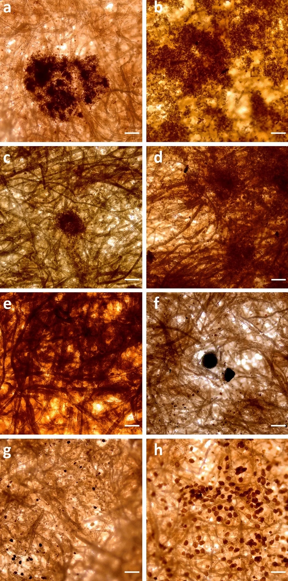 Оптическая микроскопия изображений, на которых видны: (a, b, c, d, e) пятна, повреждения и участки, локализованные на площади в несколько микрометров или распространяющиеся на большие площади от нескольких сотен микрометров до нескольких миллиметров, и (f, g, h) сферические отложения и споры, внедренные в бумажную матрицу. Масштабная линейка 100 микрометров / © Maria Stratigaki et al.