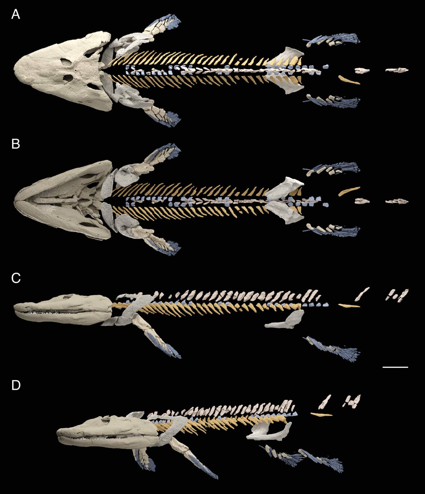 Реконструкция Tiktaalik roseae. Реконструкция в (A) дорсальном, (B) вентральном, (C) левом латеральном и (D) косом видах. (Масштабная линейка — 5 сантиметров) / © Thomas A. Stewart et al.