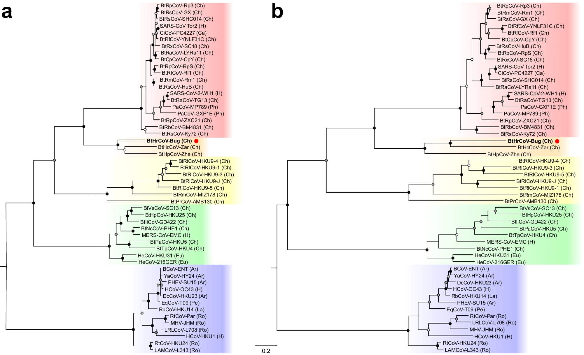 Место на фенологическом древе бетакоронавируса Buhirugu virus 1 (BHRGV-1) из подотряда Hibecovirus, он выделен жирным и помечен красной точкой. Таксоны обозначены аббревиатурами в скобках указаны вирусы из человека (H) или из хозяев других отрядов млекопитающих (Ar = Парнокопытные; Ca = Хищные; Ch = Рукокрылые; Eu = Насекомоядные; La = Зайцеобразные; Pe = Непарнокопытные; Ph = Панголины; Ro = Грызуны). Цветные группы соответствуют подотрядам Betacoronavirus (сверху вниз): Sarbecovirus, Hibecovirus, Nobecovirus, Merbecovirus и Embecovirus / © Communications Biology, Pawel Fedurek et al.