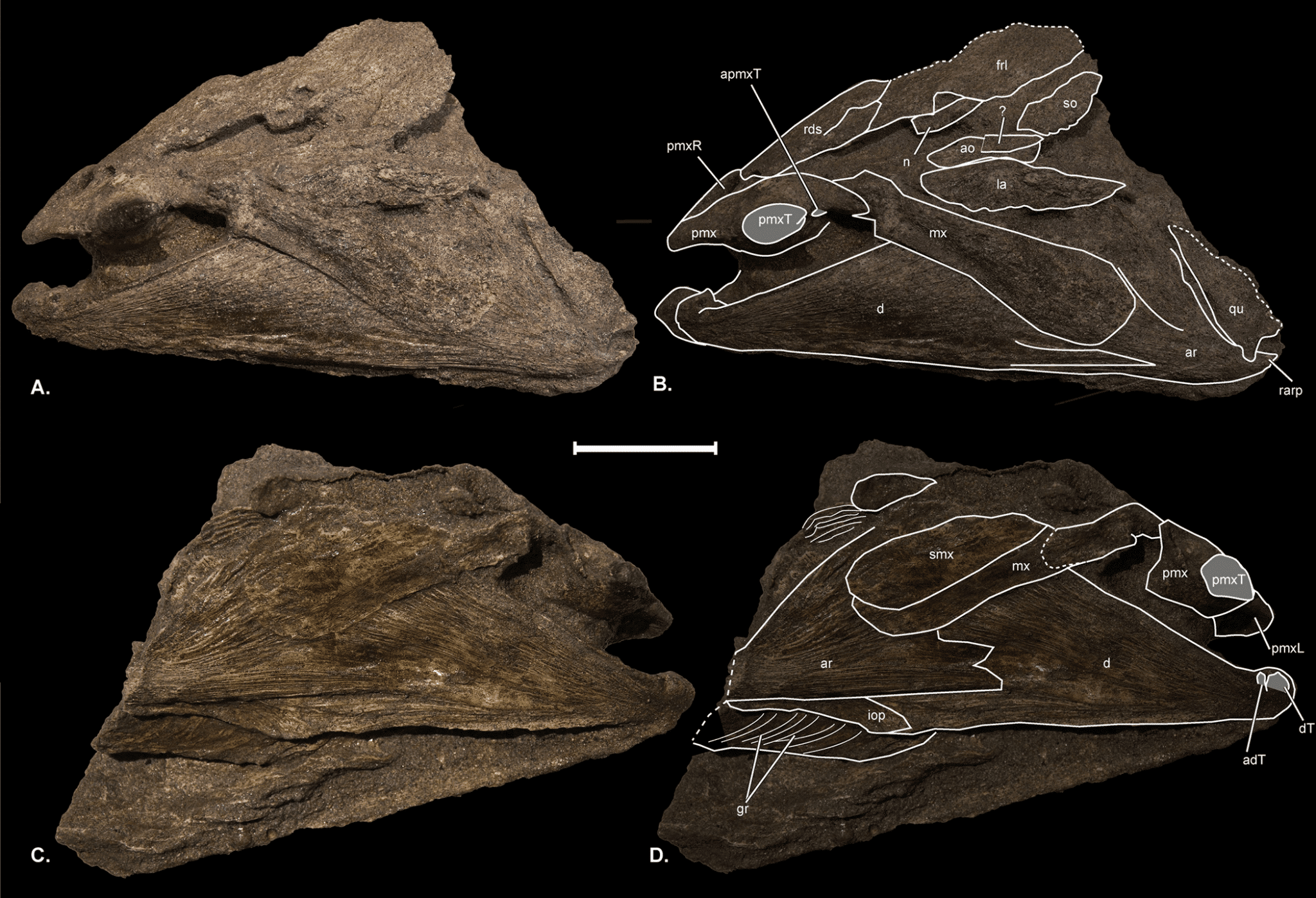 Изученные экземпляры черепа O. rastrosus / © K. M. Claeson et al., PLOS ONE (2024)